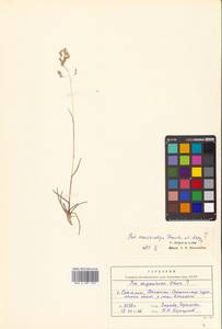 Poa macrocalyx Trautv. & C.A.Mey., Siberia, Russian Far East (S6) (Russia)