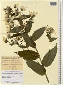 Campanula lactiflora M.Bieb., Caucasus, North Ossetia, Ingushetia & Chechnya (K1c) (Russia)