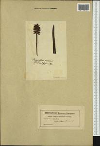 Muscari racemosum Mill., Western Europe (EUR) (Not classified)