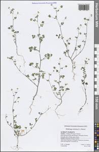 Medicago minima (L.) Bartal., South Asia, South Asia (Asia outside ex-Soviet states and Mongolia) (ASIA) (Turkey)