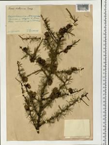 Larix gmelinii var. gmelinii, Siberia, Chukotka & Kamchatka (S7) (Russia)