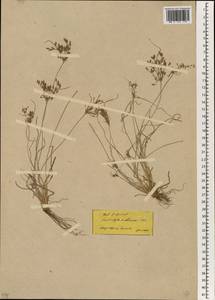 Fimbristylis dichotoma (L.) Vahl, South Asia, South Asia (Asia outside ex-Soviet states and Mongolia) (ASIA) (Turkey)