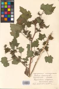 Xanthium strumarium L., Eastern Europe, Moscow region (E4a) (Russia)