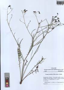 Crepidiastrum tenuifolium (Willd.) Sennikov, Siberia, Altai & Sayany Mountains (S2) (Russia)