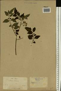 Solanum tuberosum L., Eastern Europe, North Ukrainian region (E11) (Ukraine)