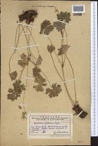 Geranium collinum Stephan ex Willd., Middle Asia, Western Tian Shan & Karatau (M3) (Kazakhstan)