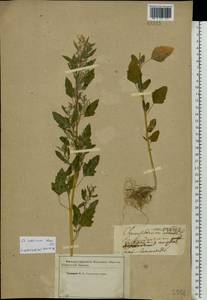 Chenopodium suecicum Murr, Eastern Europe, Western region (E3) (Russia)
