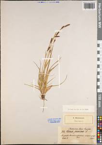Carex panicea L., Eastern Europe, North-Western region (E2) (Russia)