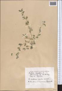 Tribulus terrestris L., Middle Asia, Caspian Ustyurt & Northern Aralia (M8) (Kazakhstan)