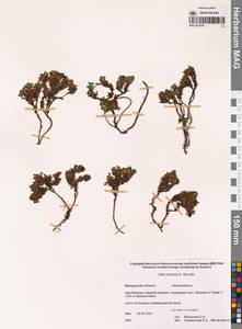 Salix jurtzevii A.K.Skvortsov, Siberia, Chukotka & Kamchatka (S7) (Russia)