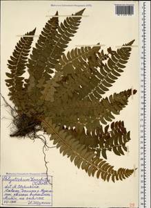 Polystichum lonchitis (L.) Roth, Caucasus, Krasnodar Krai & Adygea (K1a) (Russia)