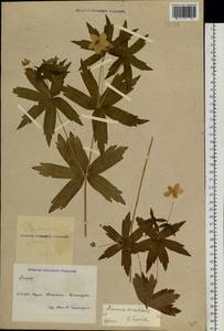 Anemonastrum dichotomum (L.) Mosyakin, Siberia, Central Siberia (S3) (Russia)