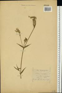 Silene noctiflora L., Eastern Europe, Central forest-and-steppe region (E6) (Russia)