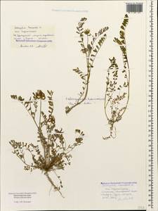 Astragalus hamosus L., Caucasus, Black Sea Shore (from Novorossiysk to Adler) (K3) (Russia)