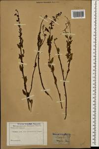 Scrophularia variegata subsp. rupestris (M. Bieb. ex Willd.) Grau, Caucasus (no precise locality) (K0)
