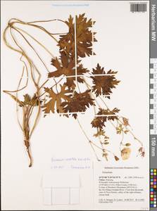 Geranium saxatile Kar. & Kir., South Asia, South Asia (Asia outside ex-Soviet states and Mongolia) (ASIA) (China)