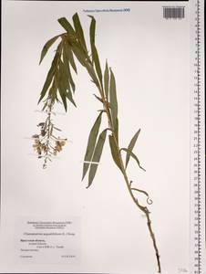 Chamaenerion angustifolium (L.) Scop., Siberia, Baikal & Transbaikal region (S4) (Russia)