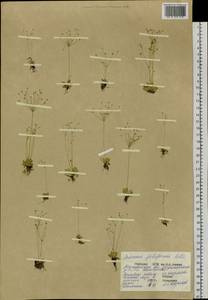Androsace filiformis Retz., Siberia, Chukotka & Kamchatka (S7) (Russia)