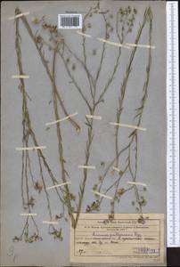 Linum pallescens Bunge, Middle Asia, Muyunkumy, Balkhash & Betpak-Dala (M9) (Kazakhstan)