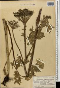 Selinum alatum (M. Bieb.) Hand, Caucasus, Azerbaijan (K6) (Azerbaijan)