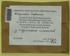 Geheebia tophacea (Brid.) R.H. Zander, Bryophytes, Bryophytes - Russian Far East (excl. Chukotka & Kamchatka) (B20) (Russia)