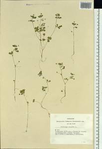 Medicago lupulina L., Siberia, Altai & Sayany Mountains (S2) (Russia)