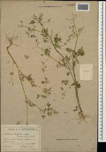 Anthriscus cerefolium (L.) Hoffm., Crimea (KRYM) (Russia)