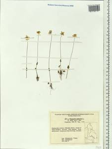 Parnassia palustris L., Siberia, Russian Far East (S6) (Russia)