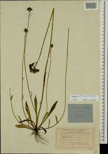 Pilosella piloselloides subsp. praealta (Gochnat) S. Bräut. & Greuter, Eastern Europe, North-Western region (E2) (Russia)