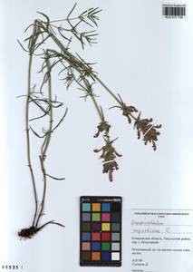 Dracocephalum ruyschiana L., Siberia, Altai & Sayany Mountains (S2) (Russia)