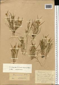 Eremopyrum triticeum (Gaertn.) Nevski, Eastern Europe, Lower Volga region (E9) (Russia)