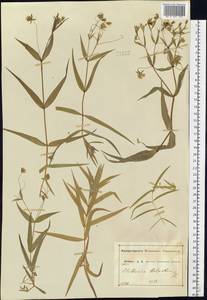 Rabelera holostea (L.) M. T. Sharples & E. A. Tripp, Eastern Europe, Central forest-and-steppe region (E6) (Russia)
