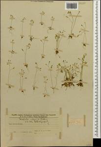Draba verna L., Caucasus, Azerbaijan (K6) (Azerbaijan)