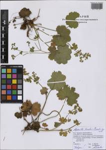 Alchemilla tzvelevii Czkalov, Eastern Europe, Middle Volga region (E8) (Russia)