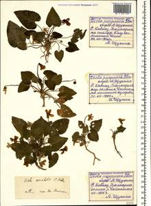 Viola somchetica C. Koch, Caucasus, Stavropol Krai, Karachay-Cherkessia & Kabardino-Balkaria (K1b) (Russia)