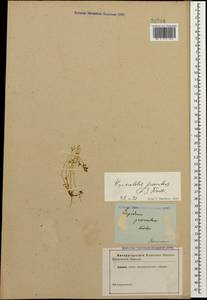 Hornungia procumbens (L.) Hayek, Caucasus, Dagestan (K2) (Russia)