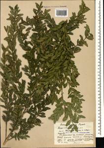 Buxus sempervirens L., Caucasus, Azerbaijan (K6) (Azerbaijan)
