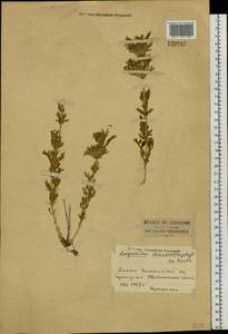Lagochilus diacanthophyllus (Pall.) Benth., Siberia, Western (Kazakhstan) Altai Mountains (S2a) (Kazakhstan)