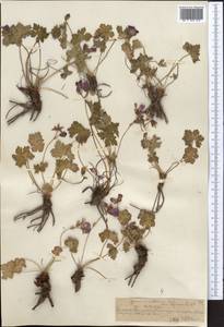 Geranium saxatile Kar. & Kir., Middle Asia, Northern & Central Tian Shan (M4) (Kazakhstan)