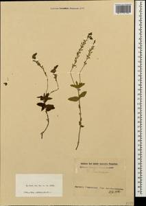 Veronica teucrium L., Caucasus, Stavropol Krai, Karachay-Cherkessia & Kabardino-Balkaria (K1b) (Russia)