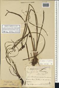 Sparganium longifolium Turcz. ex Ledeb., Siberia, Chukotka & Kamchatka (S7) (Russia)