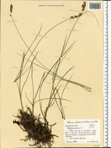 Blysmus compressus (L.) Panz. ex Link, Eastern Europe, Central region (E4) (Russia)