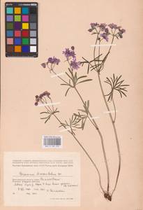 Geranium linearilobum DC., Eastern Europe, Lower Volga region (E9) (Russia)