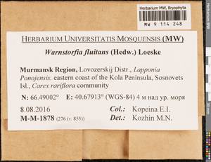 Warnstorfia fluitans (Hedw.) Loeske, Bryophytes, Bryophytes - Karelia, Leningrad & Murmansk Oblasts (B4) (Russia)