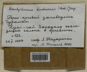 Brachythecium buchananii (Hook.) A. Jaeger, Bryophytes, Bryophytes - Middle Asia & Kazakhstan (B16) (Uzbekistan)