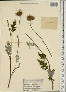 Psephellus leucophyllus (M. Bieb.) C. A. Mey., Caucasus, Stavropol Krai, Karachay-Cherkessia & Kabardino-Balkaria (K1b) (Russia)