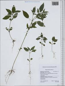 Mercurialis annua L., Western Europe (EUR) (Italy)