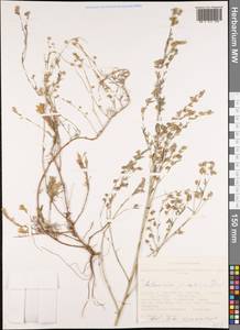 Artemisia jacutica Drobow, Siberia, Altai & Sayany Mountains (S2) (Russia)