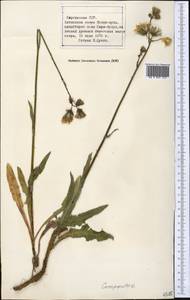 Sonchus, Middle Asia, Northern & Central Tian Shan (M4) (Kyrgyzstan)