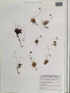 Draba corymbosa R. Br. ex DC., Siberia, Central Siberia (S3) (Russia)